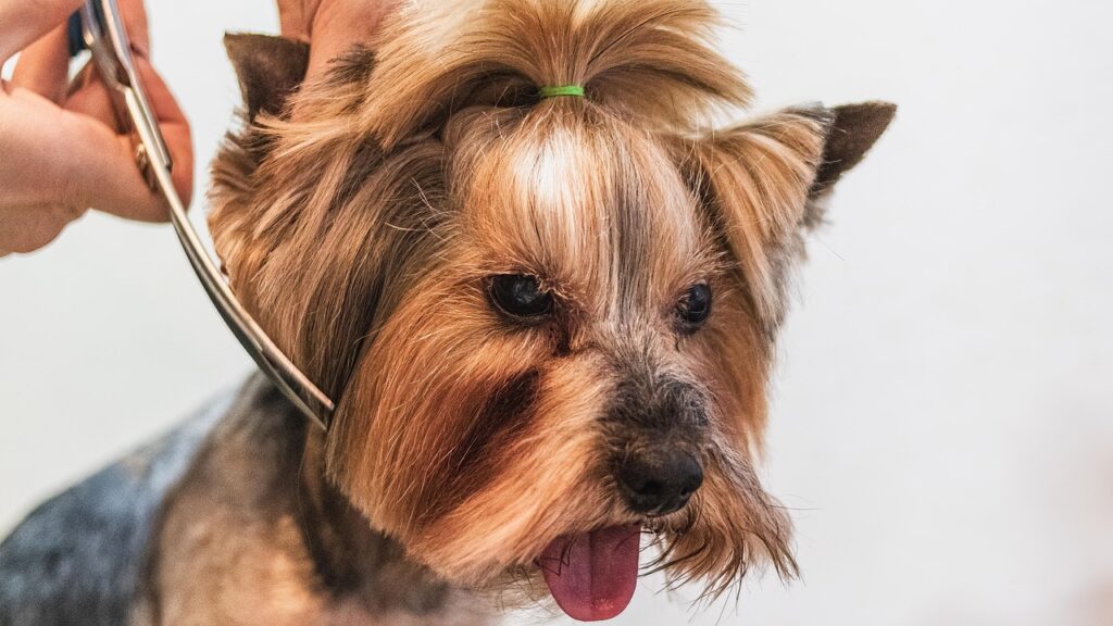 dog, grooming, hair, professional, service, pet, nature, adorable, animal, barber, brush, care, charm, cute, haircut, domestic, fluffy, friendly, funny, fur-7565650.jpg