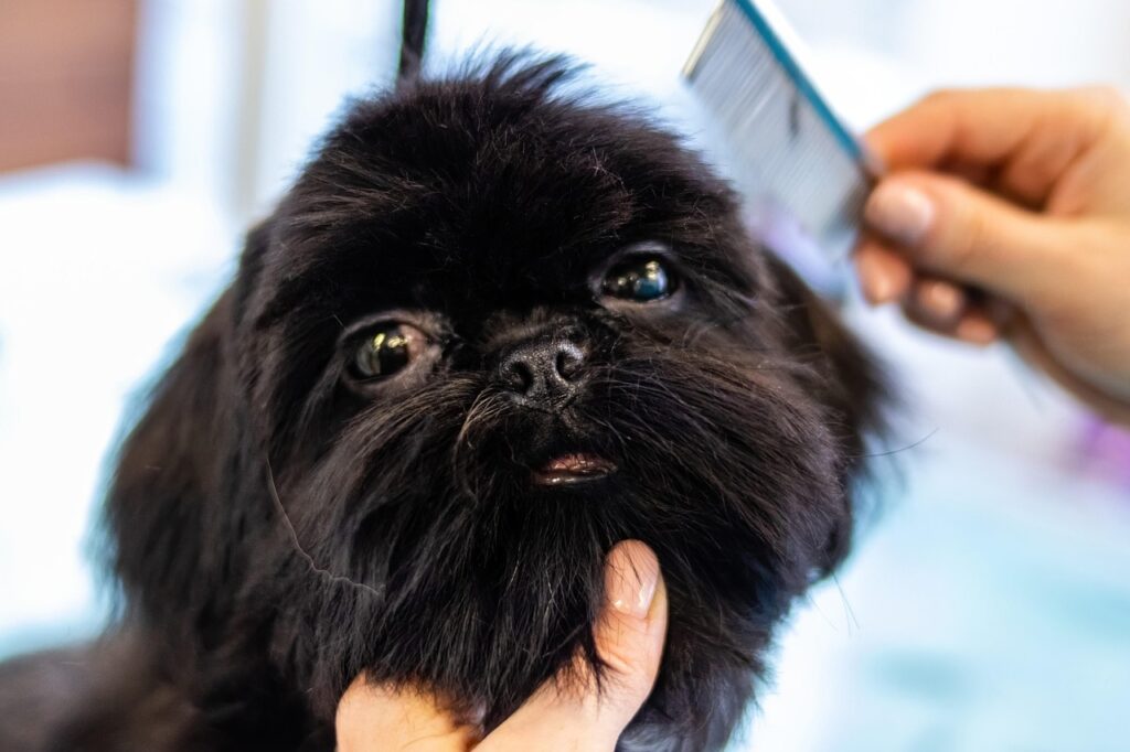 grooming, pet, animal, dog, pet care, canine, pet salon, puppy-6877255.jpg