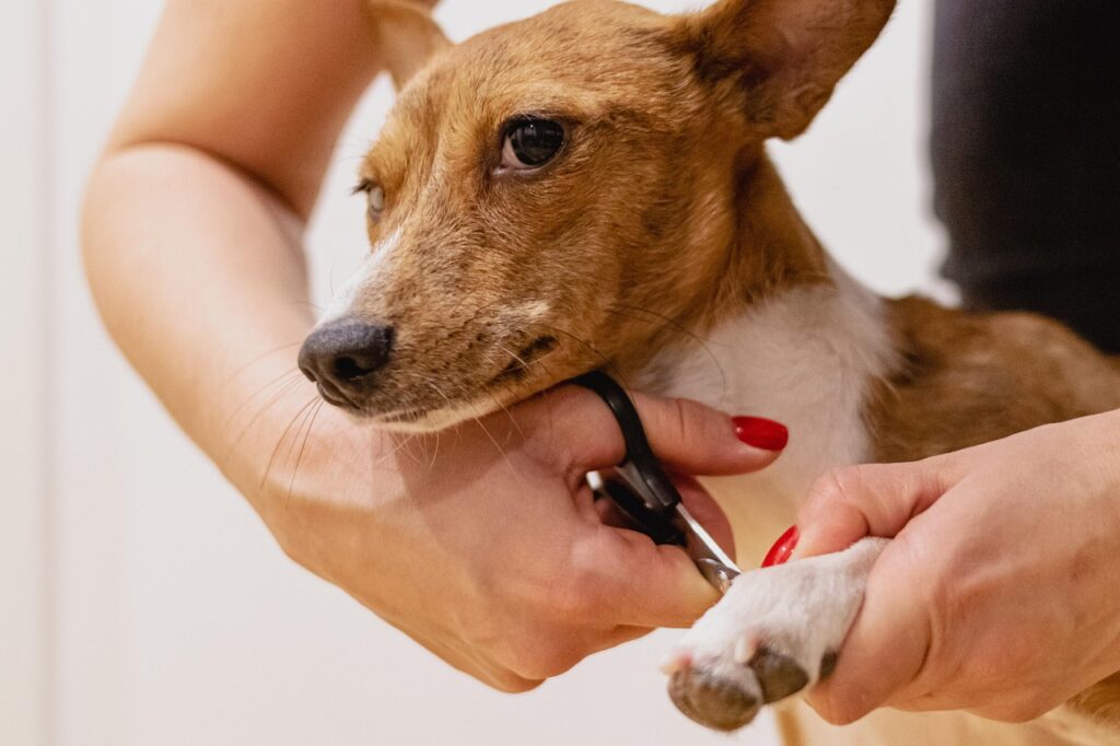 nail clipping, pet grooming, pet, nature, dog, pet salon, animal, groomer, pet care, canine-6926862.jpg